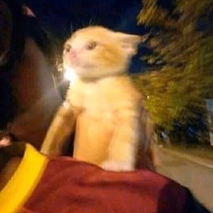 Meet your Posher, Simone